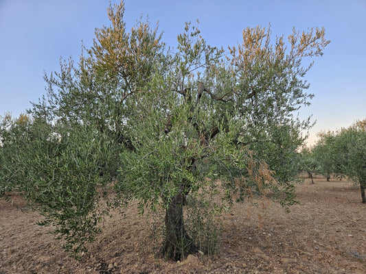 Adopteer een olijfboom in Puglia